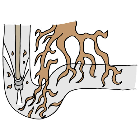 Tree Root Clogging Pipe