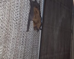 A-bat-on-the-furnace-filter